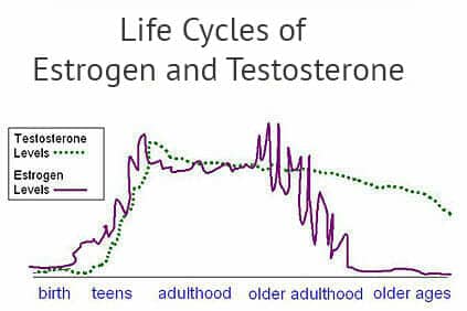 high-estrogen-levels-low-testosterone